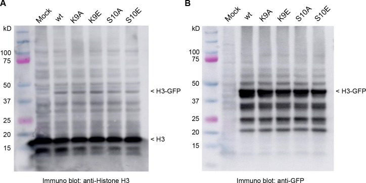 Figure 3—figure supplement 2.