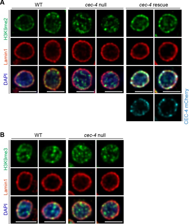 Figure 3—figure supplement 1.