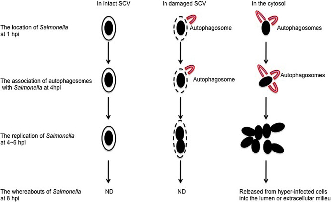 FIG 6 