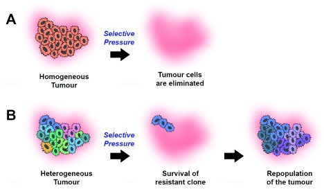 Tumour Cell Heterogeneity - PMC