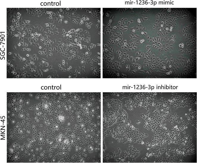 Fig. 7