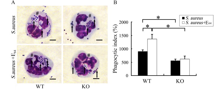 Fig 5