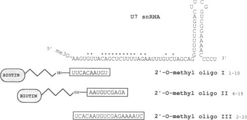 graphic file with name pnas01071-0419-a.jpg