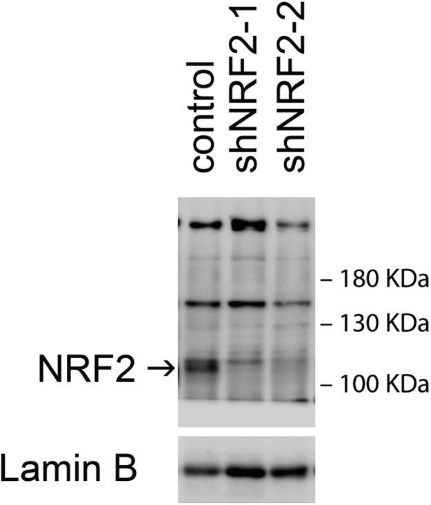 Fig. S1