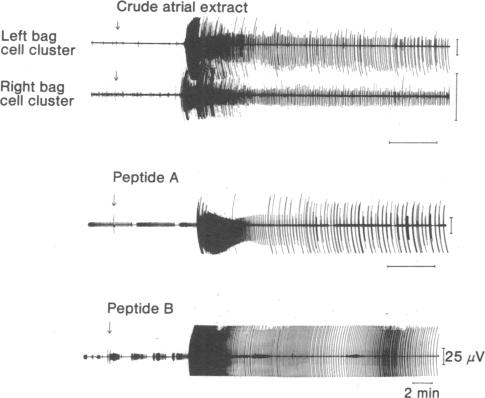 graphic file with name pnas00667-0646-a.jpg