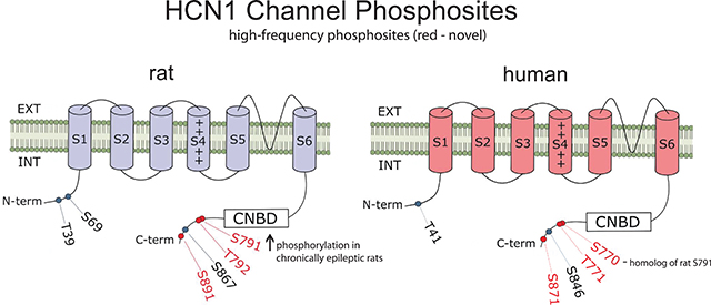 graphic file with name nihms-1671851-f0007.jpg