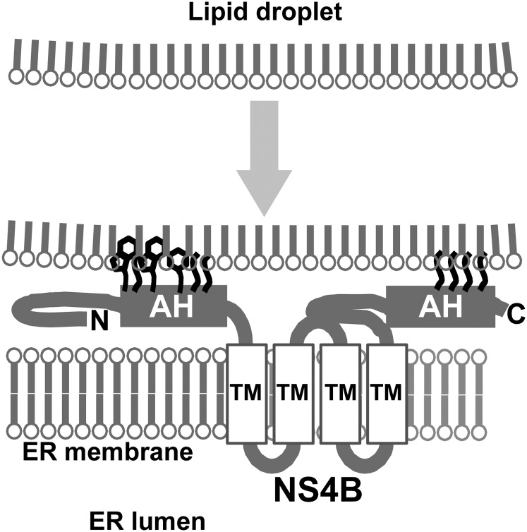 Fig. 6.