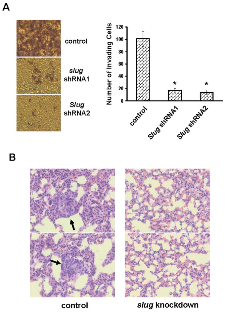 Fig.6