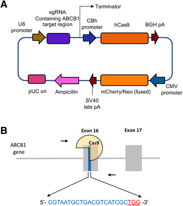 FIGURE 1