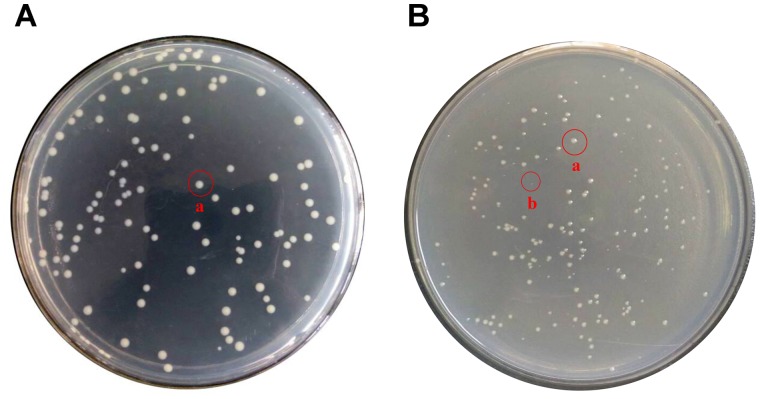 FIGURE 3