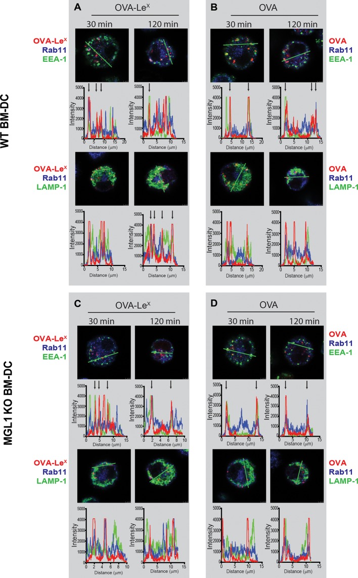 Figure 6—figure supplement 3.