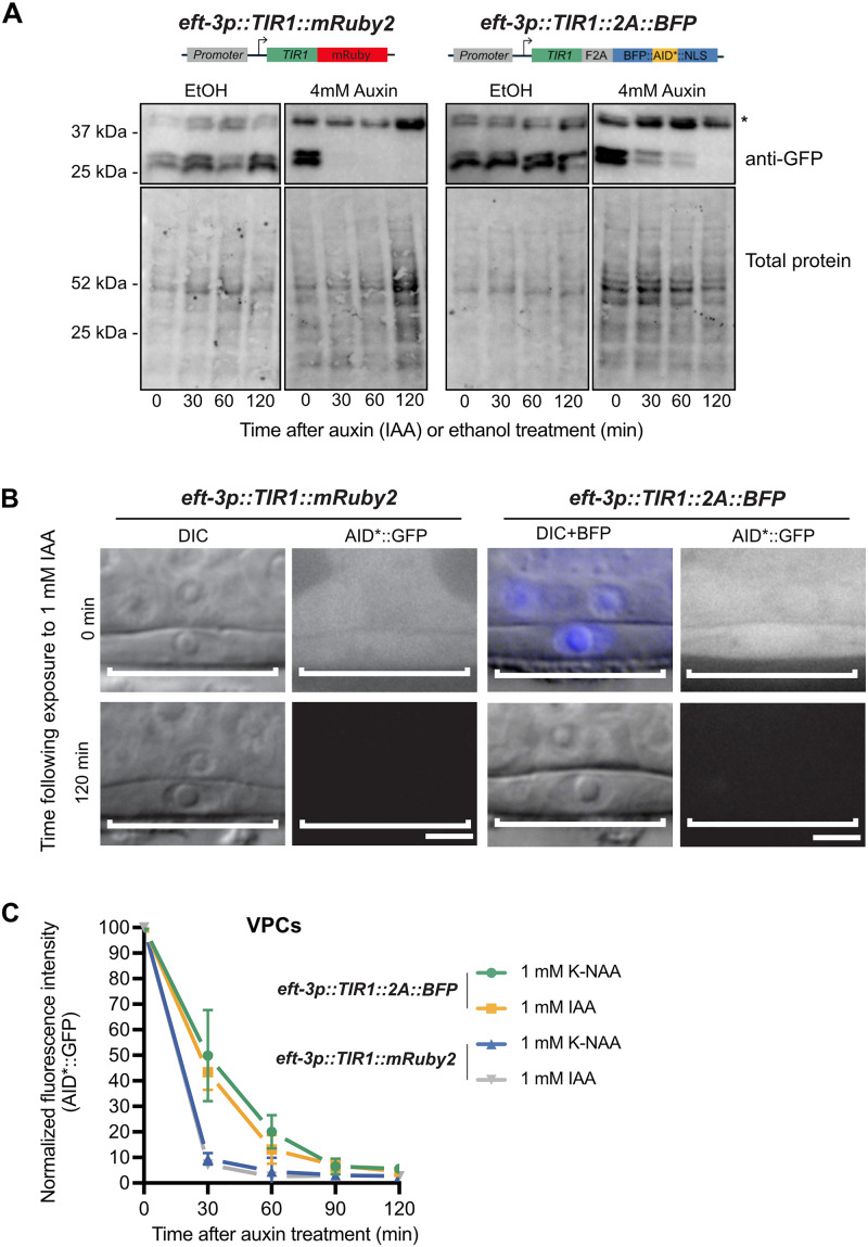 Figure 4 