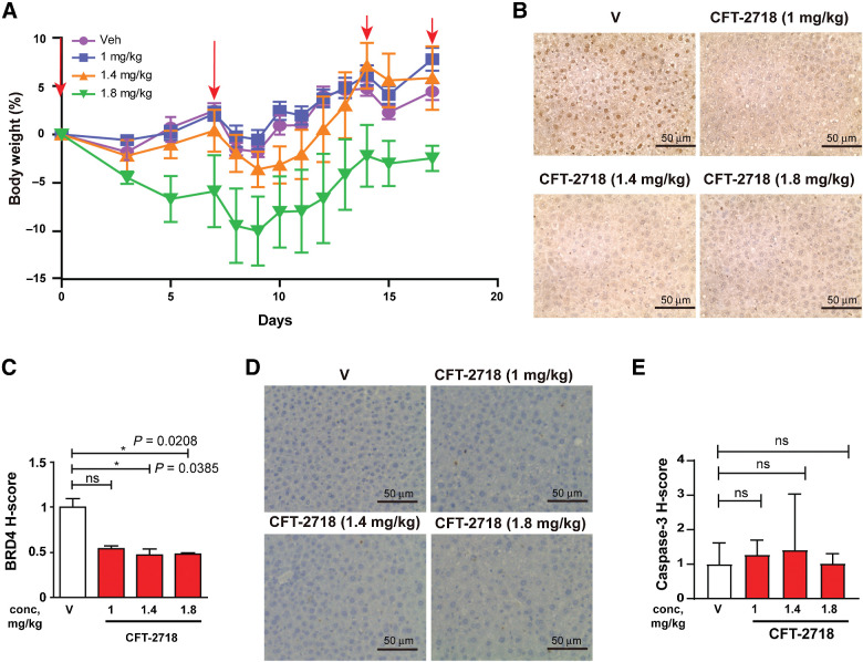 Figure 2. Dose determination for use of CFT-2718 in vivo. A, Change in body weight in mice treated with CFT-2718 on days 0, 7, and 14 with 1, 1.4, 1.8 mg/kg drug, or vehicle. B and C, IHC staining of liver tissue for expression of BRD4; representative images (B) and quantification of H score, normalized to vehicle (C). D and E, Representative image (D) and quantification (E) of cleaved caspase expression determined by IHC in liver tissue from treated mice. For all graphs, *, P < 0.05; **, P < 0.01; and ***, P < 0.001 and ****, P < 0.0001 relative to controls. V represents vehicle.