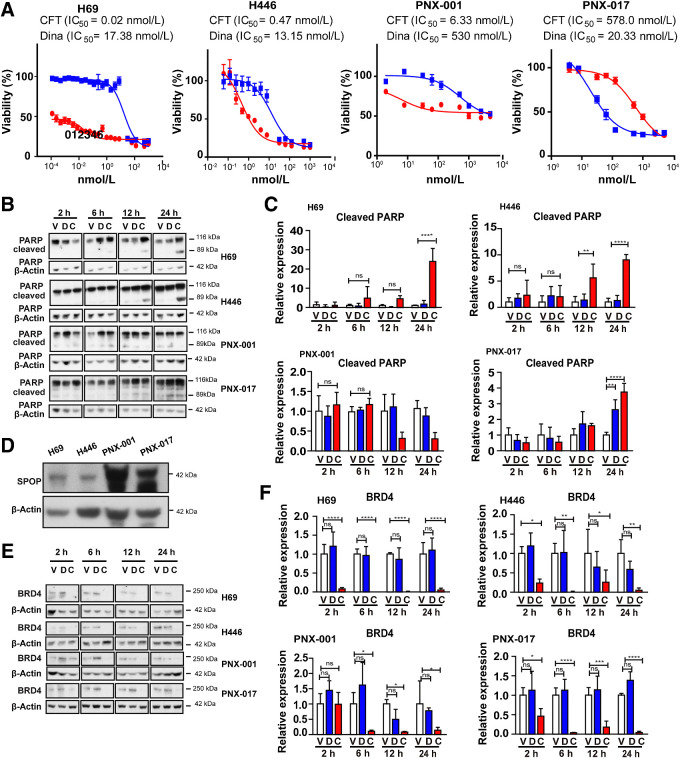 Figure 4. CFT-2718 is more effective than dinaciclib in controlling cell growth and efficiently reduces BRD4 expression in vitro. A, Cell viability determination by CTB assay, 72 hours after addition of CFT-2718 (CFT, red line) or dinaciclib (blue line). IC50 values are indicated. B and C are representative images (B) and quantification (C) of PARP cleavage in cells treated at time points indicated. D, Expression of SPOP in cell lines indicated. For all graphs, ns, not significant; *, P < 0.05; **, P < 0.01; and ***, P < 0.001 and ****, P < 0.0001 relative to controls. E and F, BRD4 expression assessed by Western blot following treatment of cell lines with 10 nmol/L CFT-2718 (C), or dinaciclib (D), or vehicle for times indicated. Representative data (E) and quantification (F) are shown. At each time point, BRD4 expression in drug -treated groups was normalized to vehicle. All Western blots were performed at least three times. For all graphs, ns, not significant; *, P < 0.05; **, P < 0.01; and ***, P < 0.001 and ****, P < 0.0001 relative to controls.