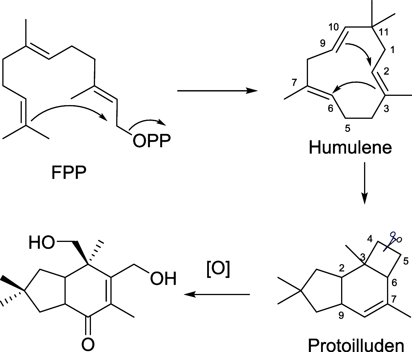 Scheme 1