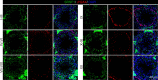 Figure 1—figure supplement 1.