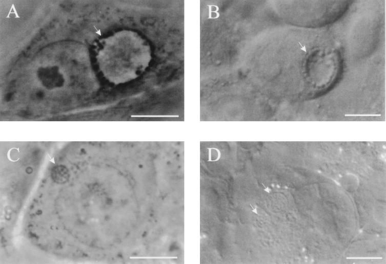 FIG. 5