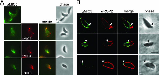 FIG. 4.