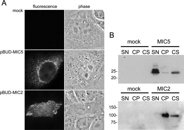 FIG. 5.