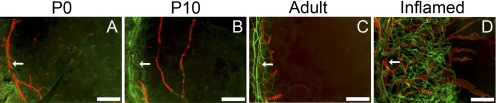 Figure 5.