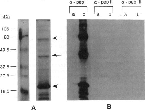 graphic file with name pnas01125-0181-a.jpg