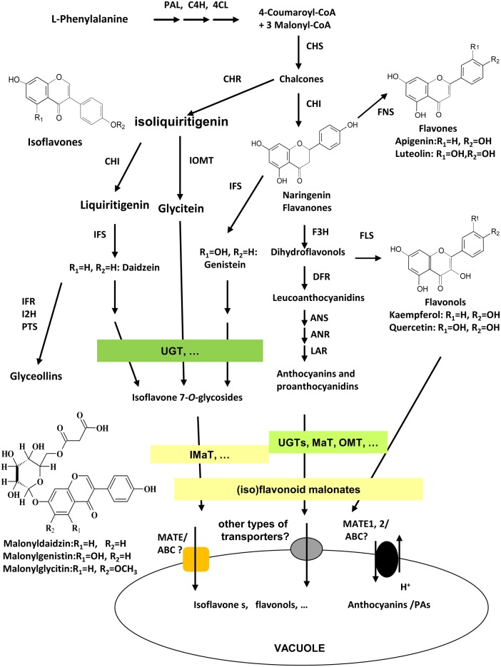 FIGURE 1