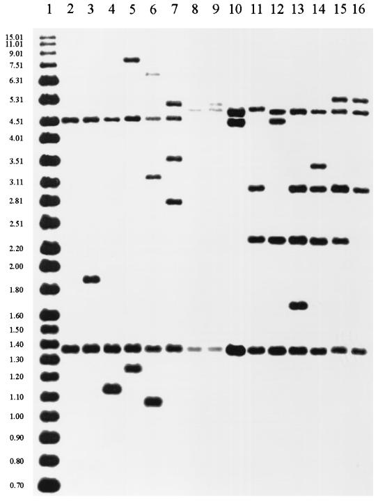 FIG. 1