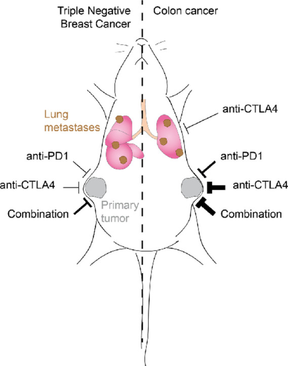 Image, graphical abstract