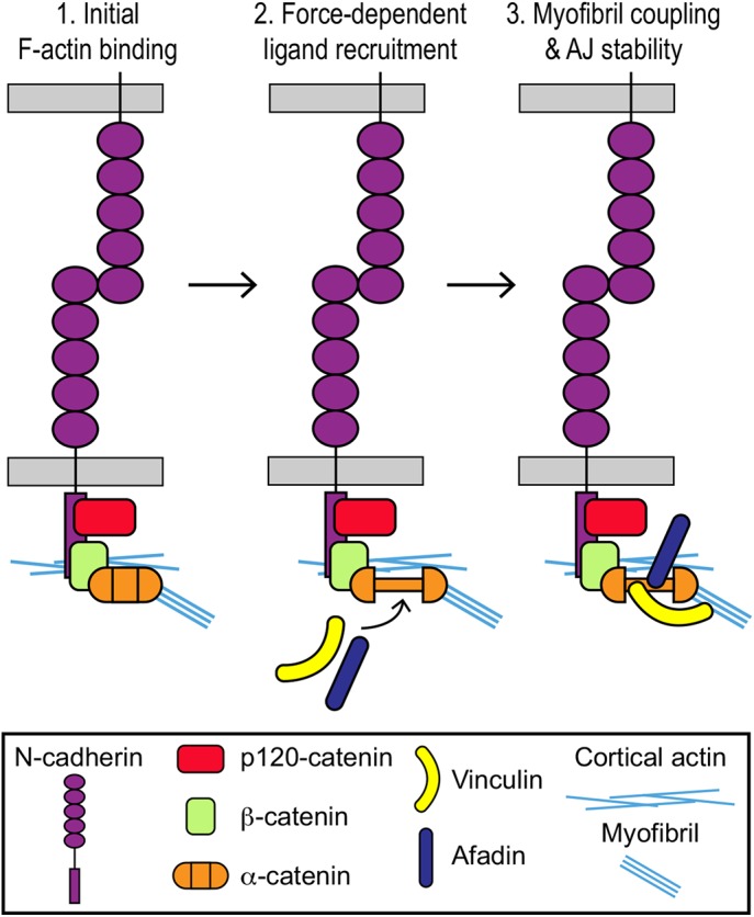 FIGURE 7: