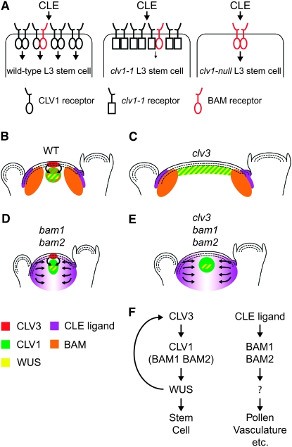 Figure 4.—