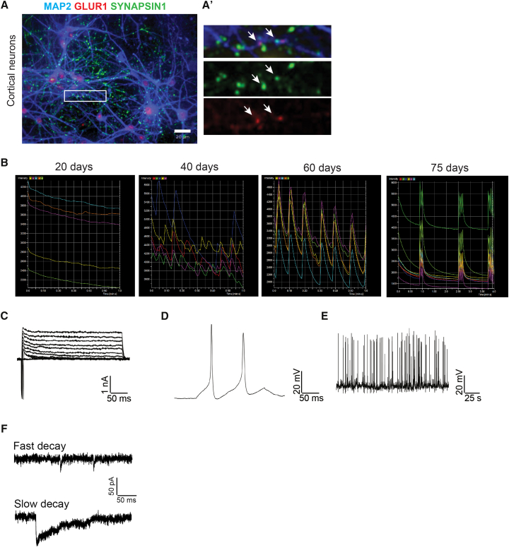 Figure 3