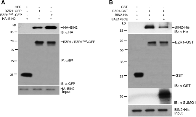 Figure 6