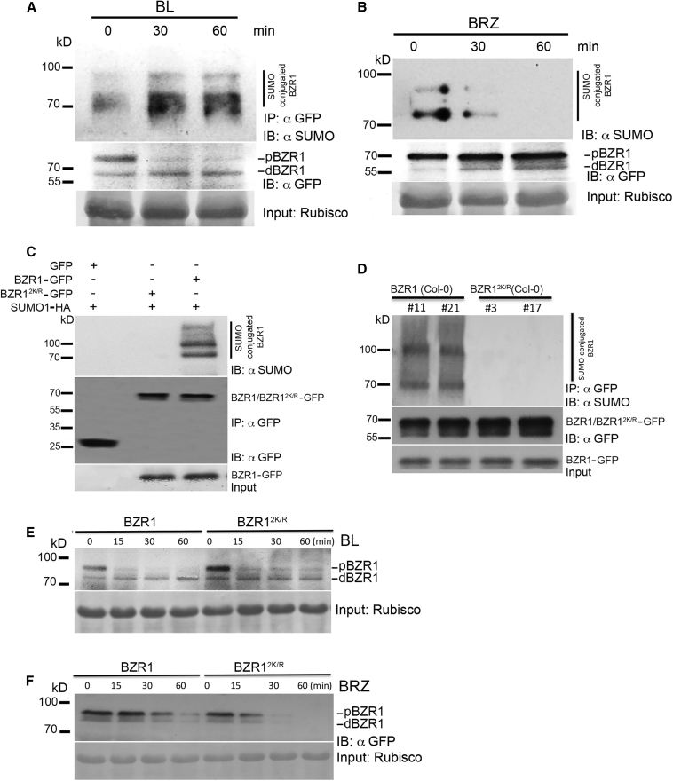 Figure 3