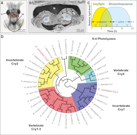 FIG 1 