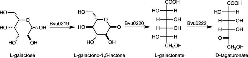 Scheme 5