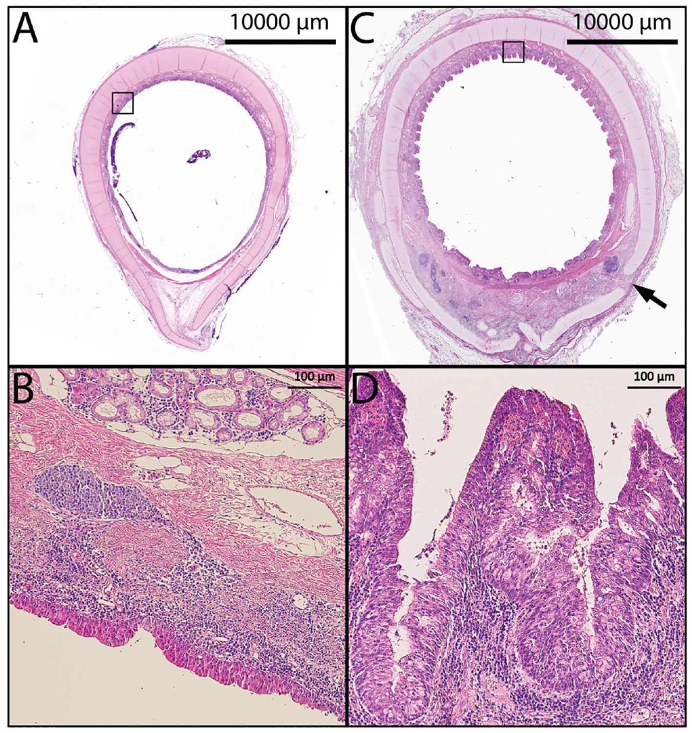 Figure 6.