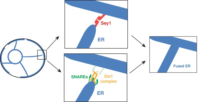 FIGURE 7: