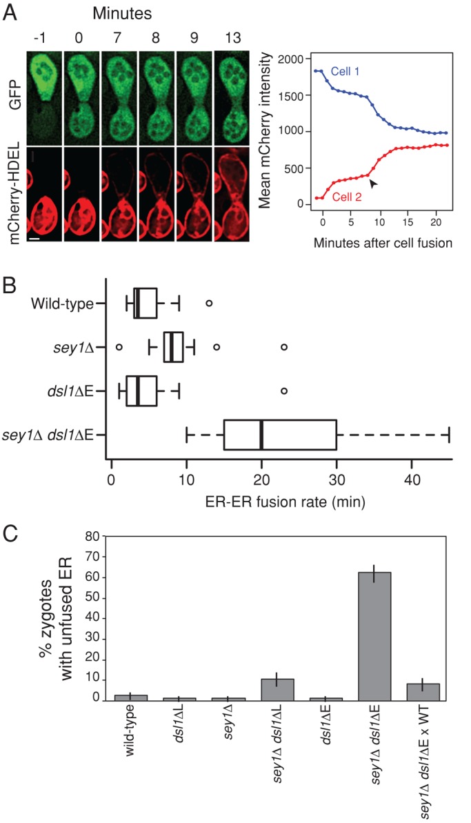 FIGURE 5: