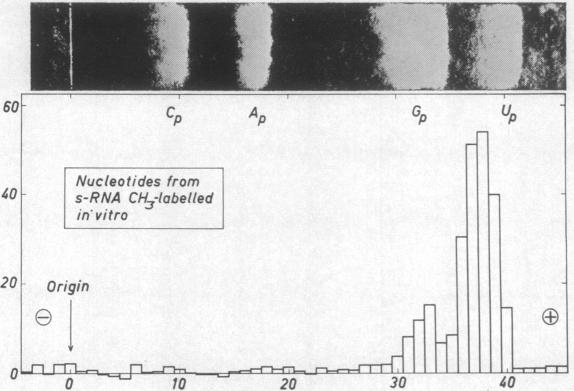 graphic file with name pnas00158-0184-a.jpg