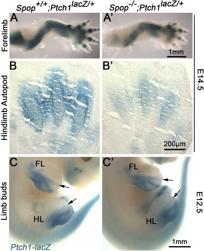 Fig. S5.