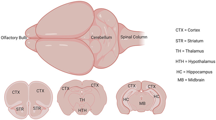 FIGURE 4: