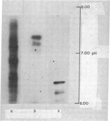 graphic file with name pnas00127-0235-a.jpg