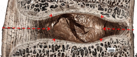 Fig. 3