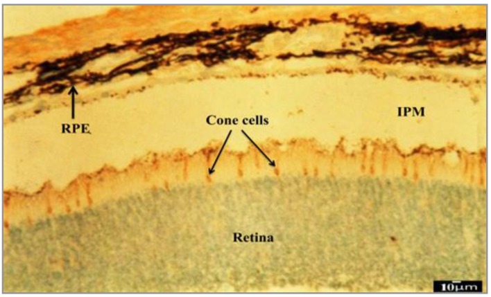 Figure 5.