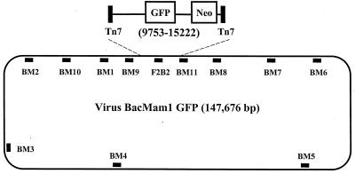 FIG. 1