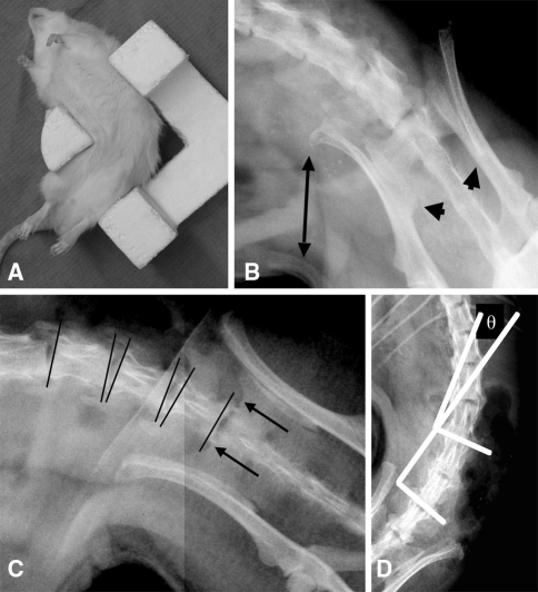 Fig. 2A–D