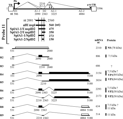 FIG. 1.