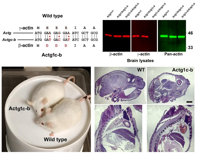 Figure 2—figure supplement 4.