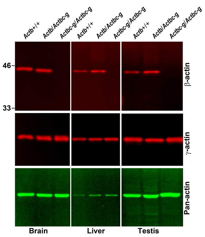 Figure 2—figure supplement 1.