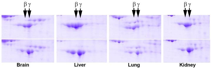 Figure 2—figure supplement 2.